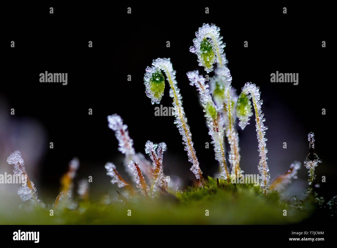 Comune di annuire moss, Pohlia nutans Foto Stock