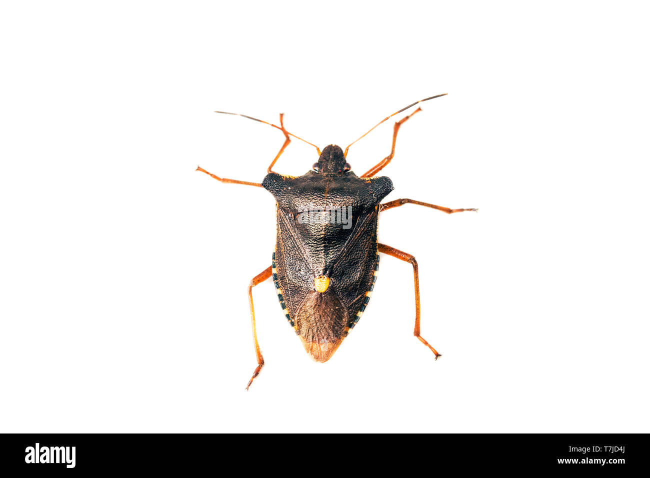 Red-gambe, Shieldbug Pentatoma rufipes Foto Stock