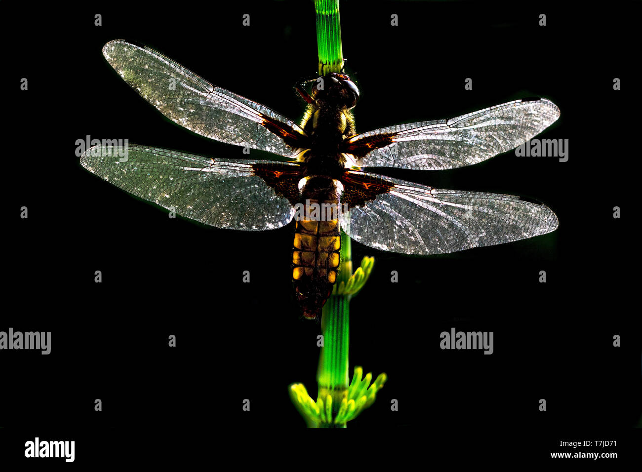 Ampio femmina corposo Chaser Foto Stock