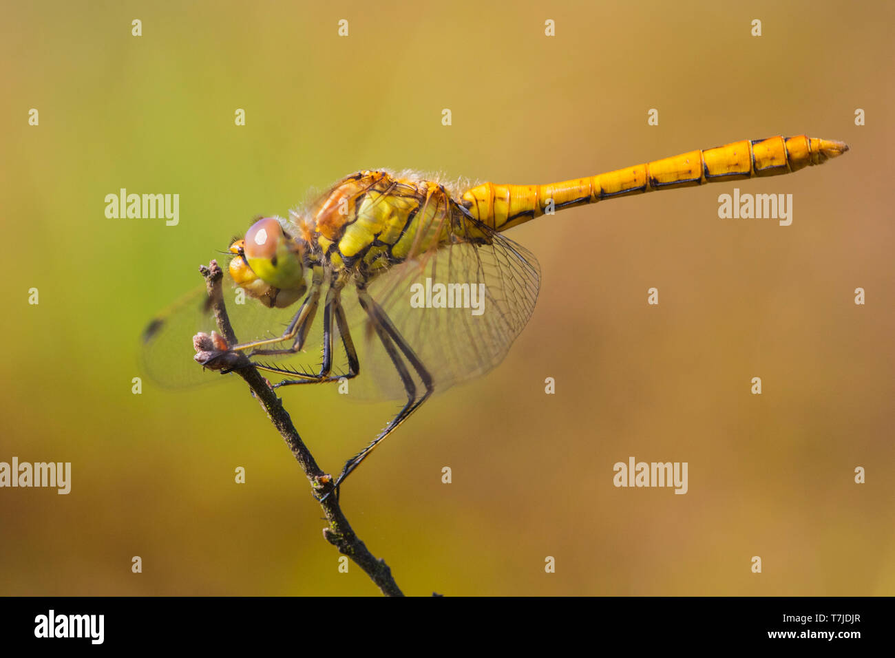 Voce maschile Vagrant Darter Foto Stock