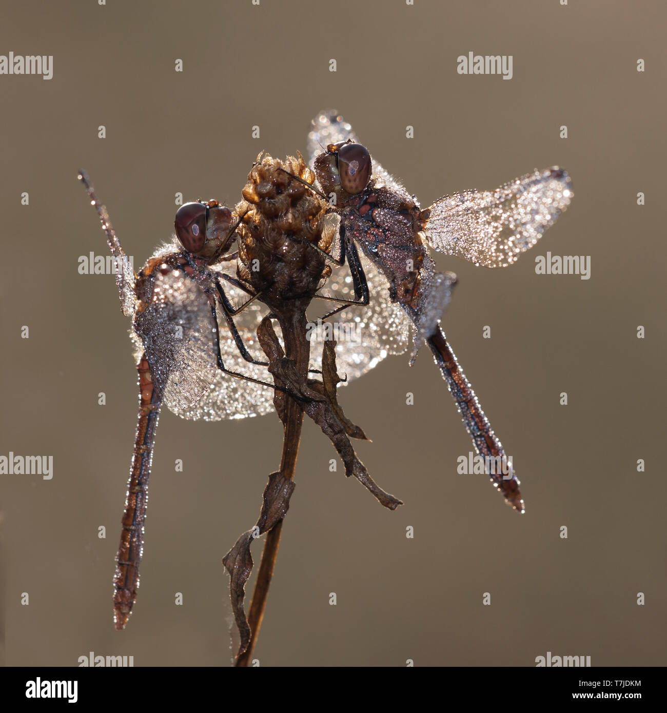 Vagrant Darter, Sympetrum vulgatum Foto Stock