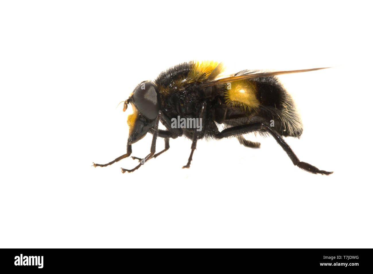 Bumblebee Hoverfly, Volucella bombylans Foto Stock