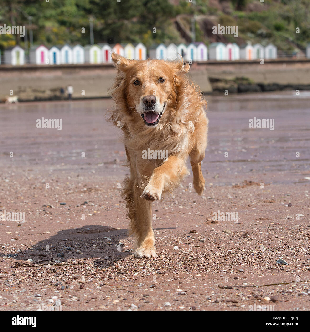 Il golden retriever giocando sulla spiaggia Foto Stock