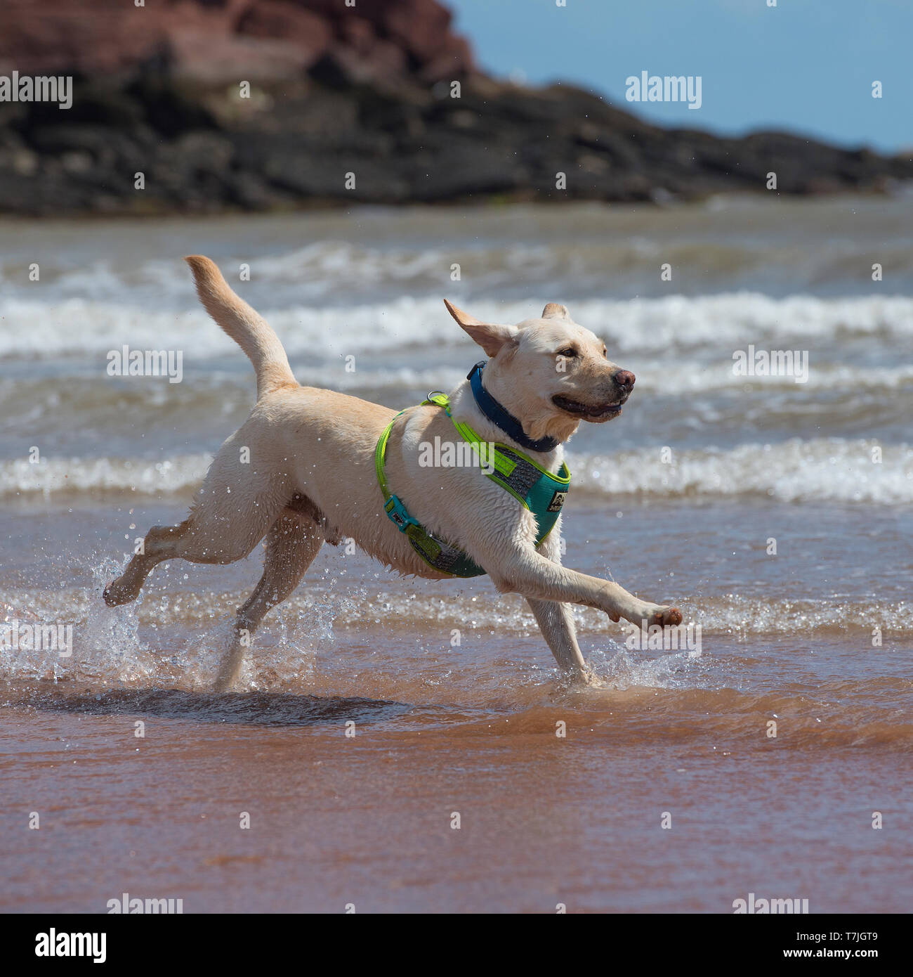 Il labrador retriever cane in spiaggia Foto Stock