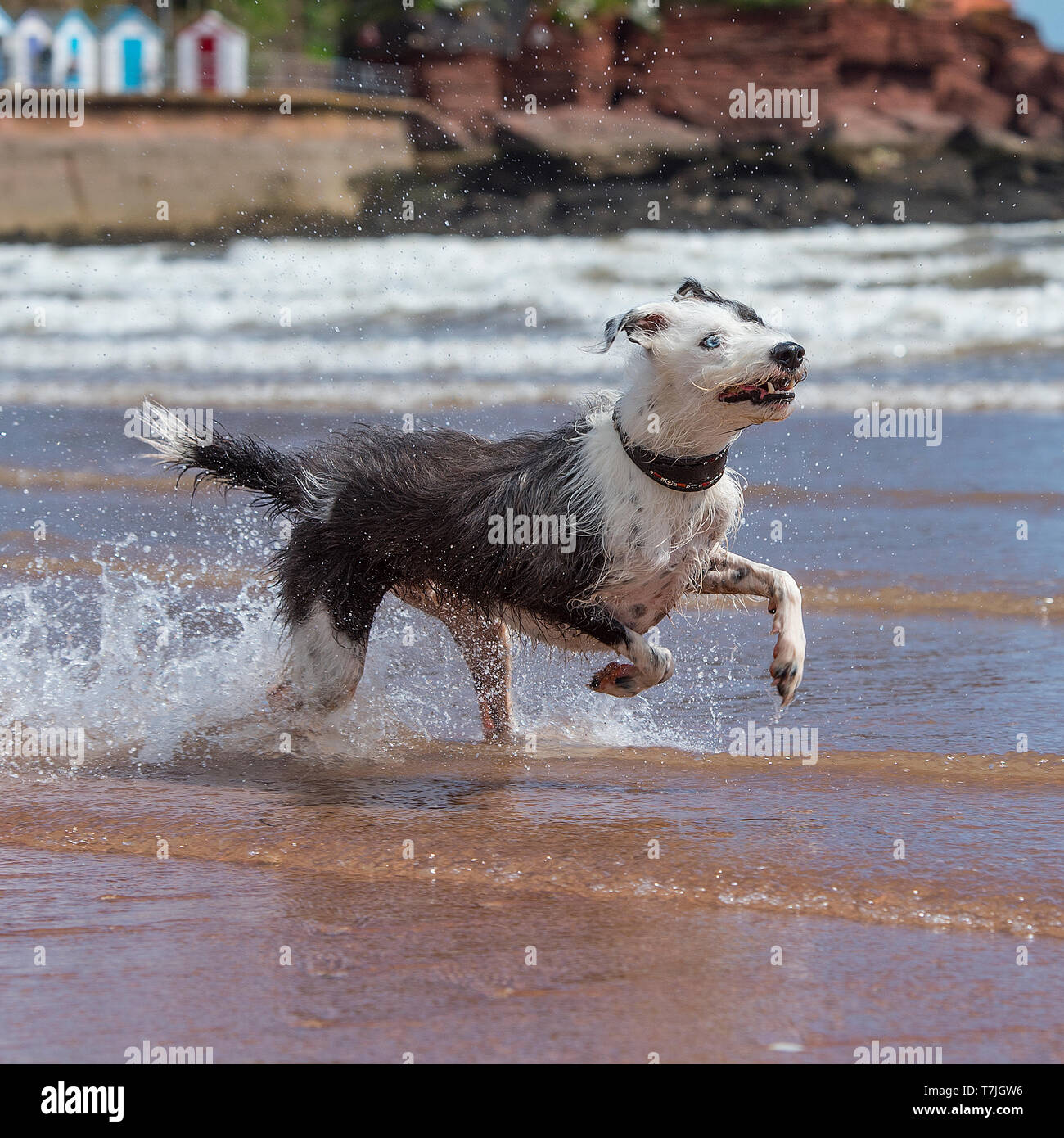 Lurcher cane sulla spiaggia in mare Foto Stock