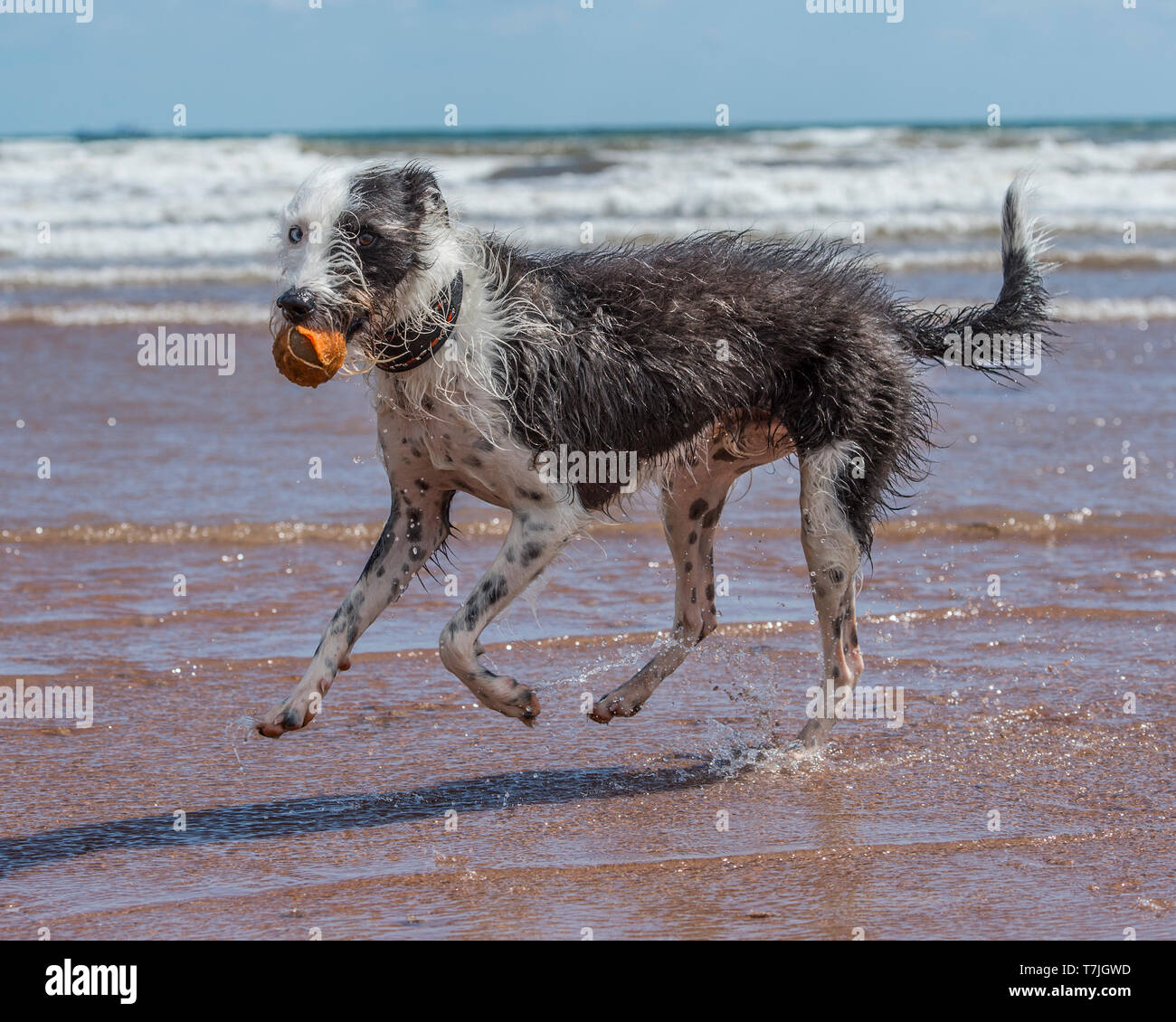 Lurcher cane sulla spiaggia in mare Foto Stock