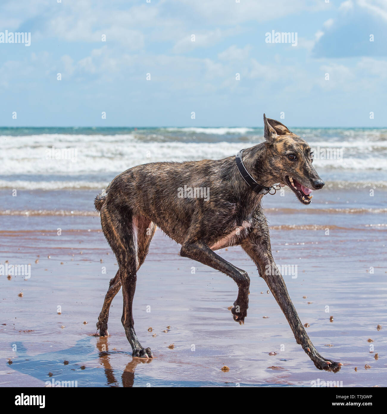 Lurcher cane sulla spiaggia in mare Foto Stock