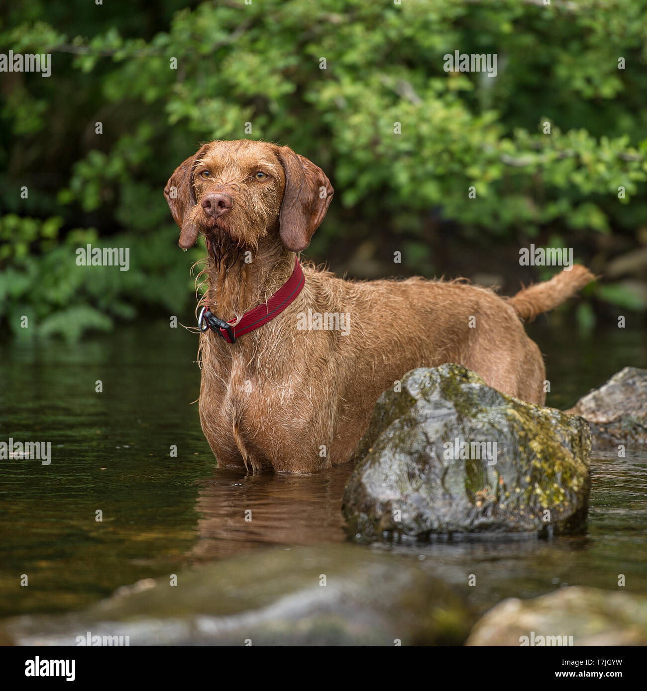 Vizsla ungherese a capelli Foto Stock