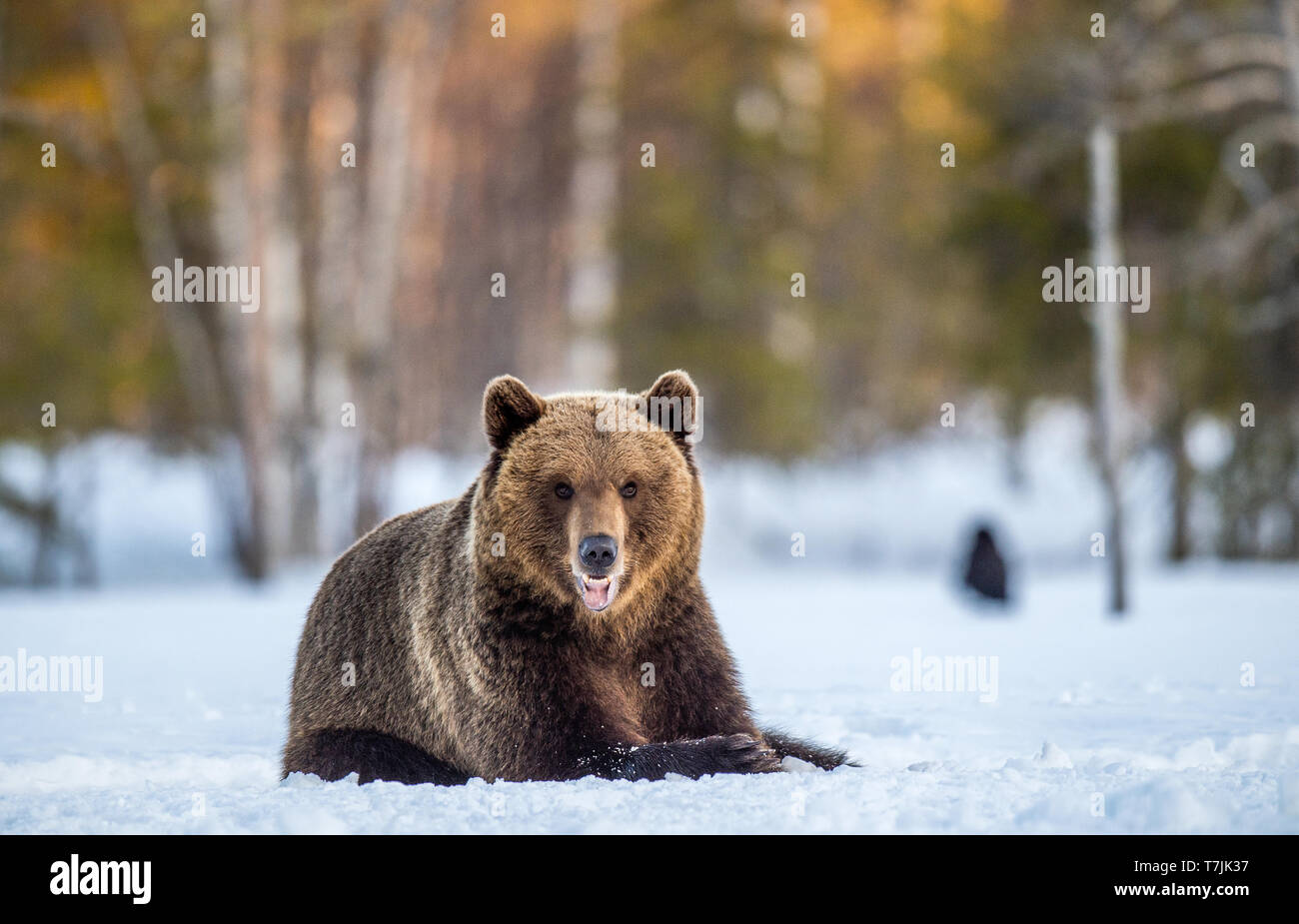 Orso bruno su una coperta di neve palude nella foresta di primavera. La luce del tramonto. Eurasian orso bruno, nome scientifico: Ursus arctos arctos. Habitat naturale Foto Stock