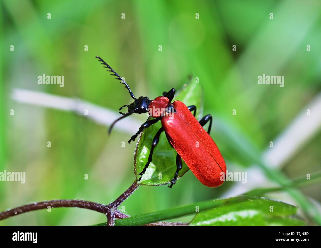 A testa nera cardinale beetle - Pyrochroa serraticornis Foto Stock