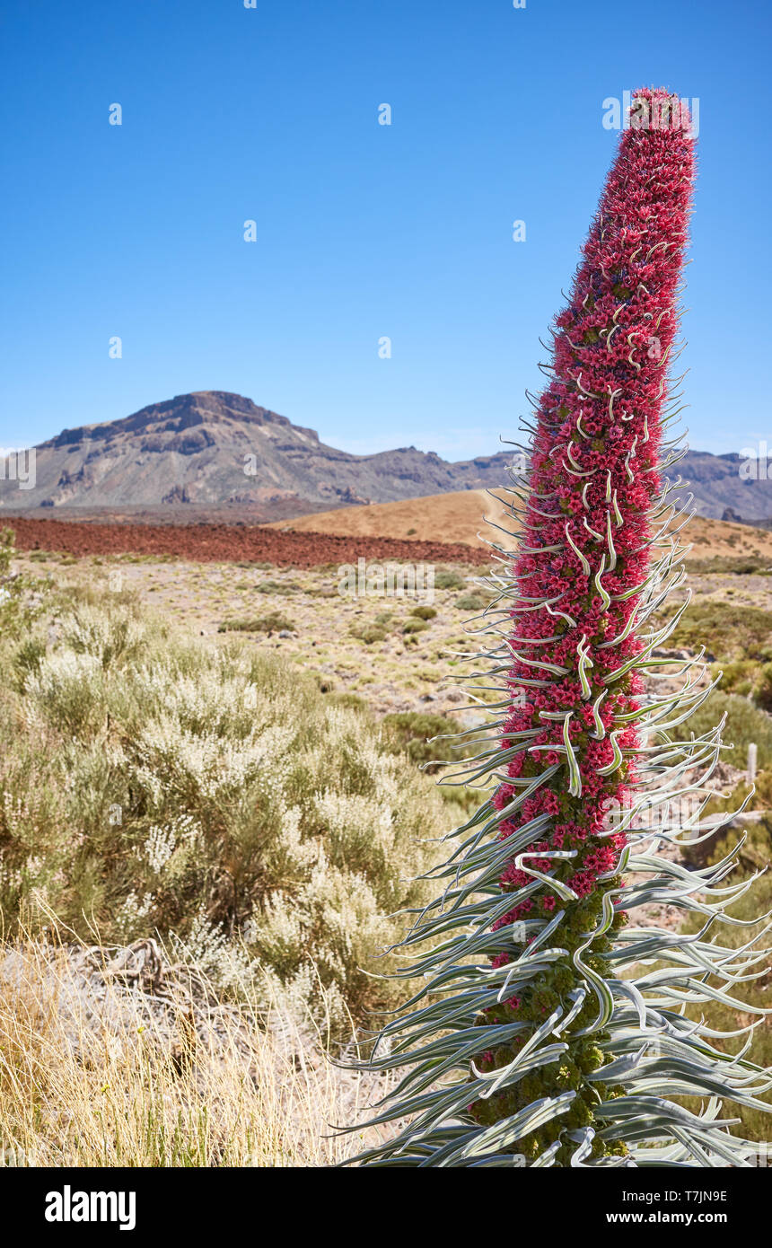 Torre di gioielli impianto (Echium wildpretii), specie endemica per l'isola di Tenerife nel Parco Nazionale del Teide, Spagna. Foto Stock