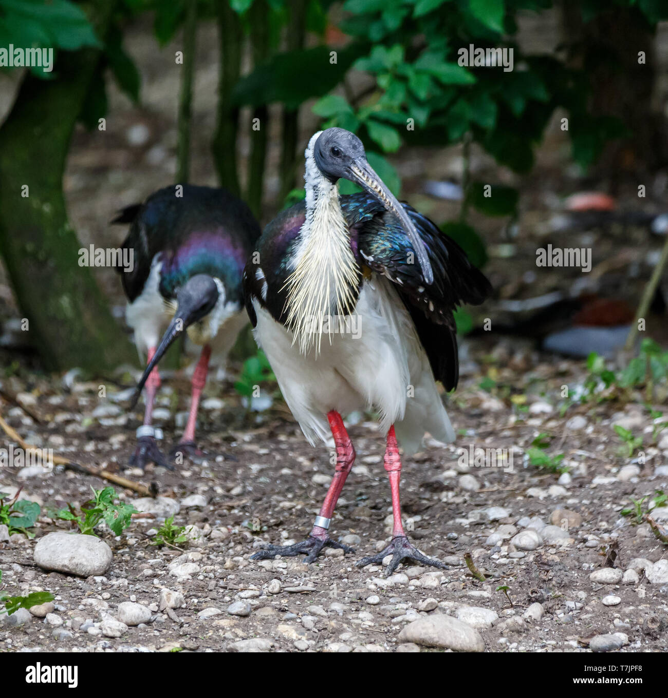 La paglia di colli, Ibis Threskiornis spinicollis è un uccello di ibis e la spatola famiglia Threskiornithidae. Foto Stock