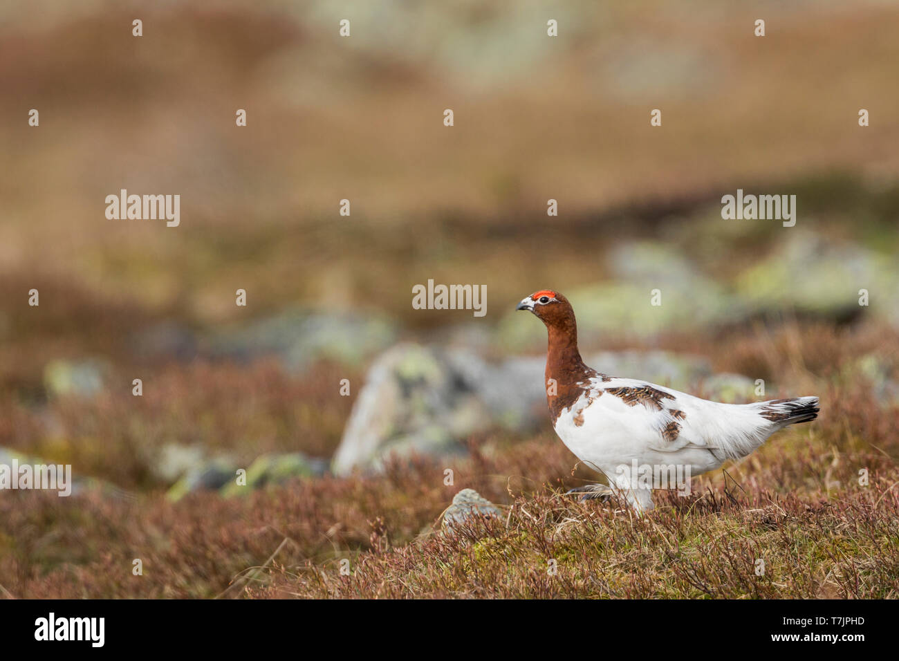 Maschio adulto Willow Grouse (Lagopus lagopus koreni) negli Urali della Russia. Bird in estate piumaggio camminando sul russo brughiera. Foto Stock