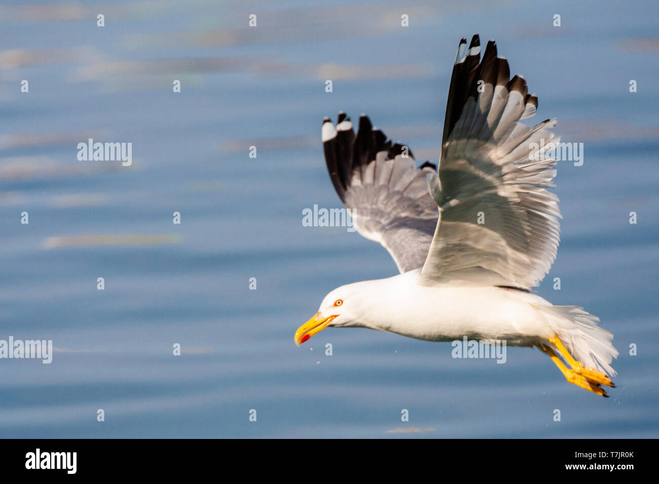 Giallo per adulti zampe (gabbiano Larus michahellis michahellis) cattura di pesci piccoli nel porto di Molivos su Lesbo, Grecia. Foto Stock