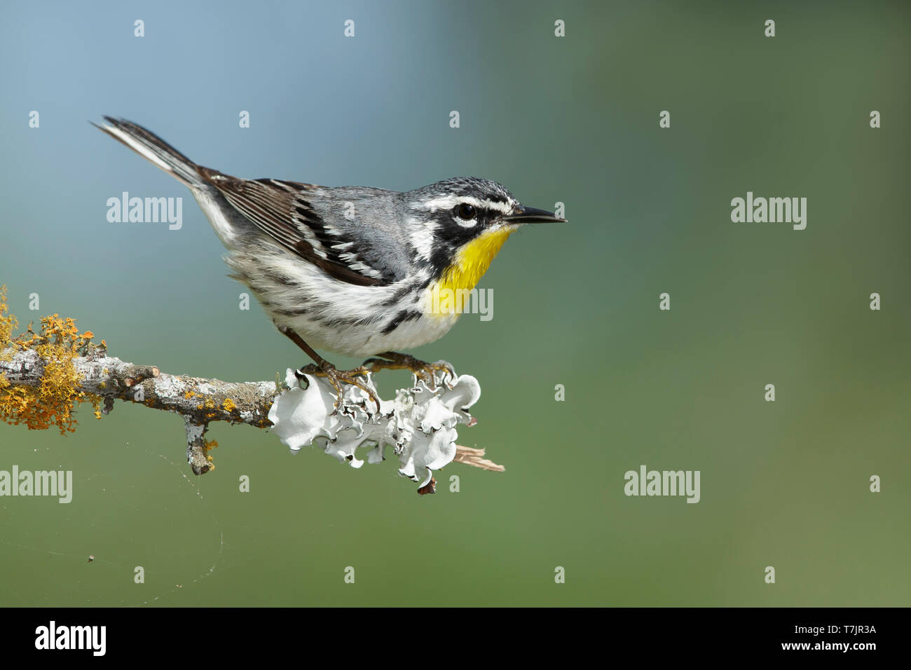 Adulto giallo-throated trillo (Setophaga dominica) Galveston Co., TX Aprile 2017 Foto Stock