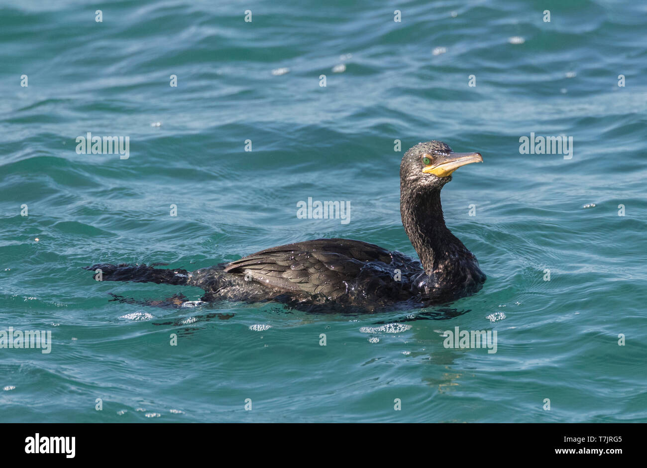 Il marangone dal ciuffo del Mediterraneo (Phalacrocorax aristotelis desmarestii) presso la costa di Calella in Catalogna, Spagna. Adulto in livrea invernale di nuoto in mare. Foto Stock