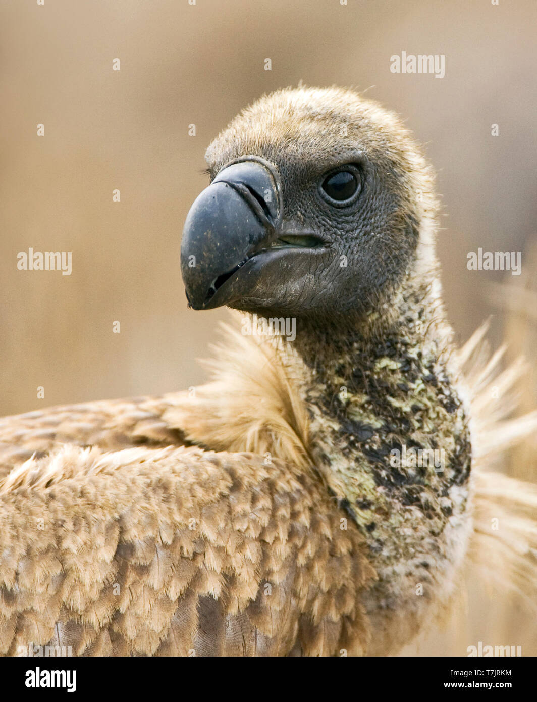 Ritratto di una specie gravemente minacciate African White-backed Vulture (Gyps africanus) a un leone uccide nel Parco Nazionale di Kruger in Sud Africa. Foto Stock