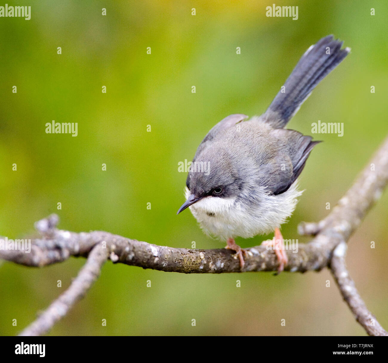 Bar-throated Apalis (Apalis thoracica) appollaiato su un ramoscello lungo la costa meridionale del Sud Africa in un giardino urbano. Foto Stock