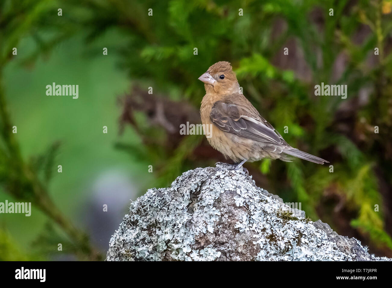 Primo-inverno Grosbeak blu seduti nella parte alta della Ribeira de Poço de Agua, Corvo, Azzorre. Ottobre 17, 2018. Foto Stock