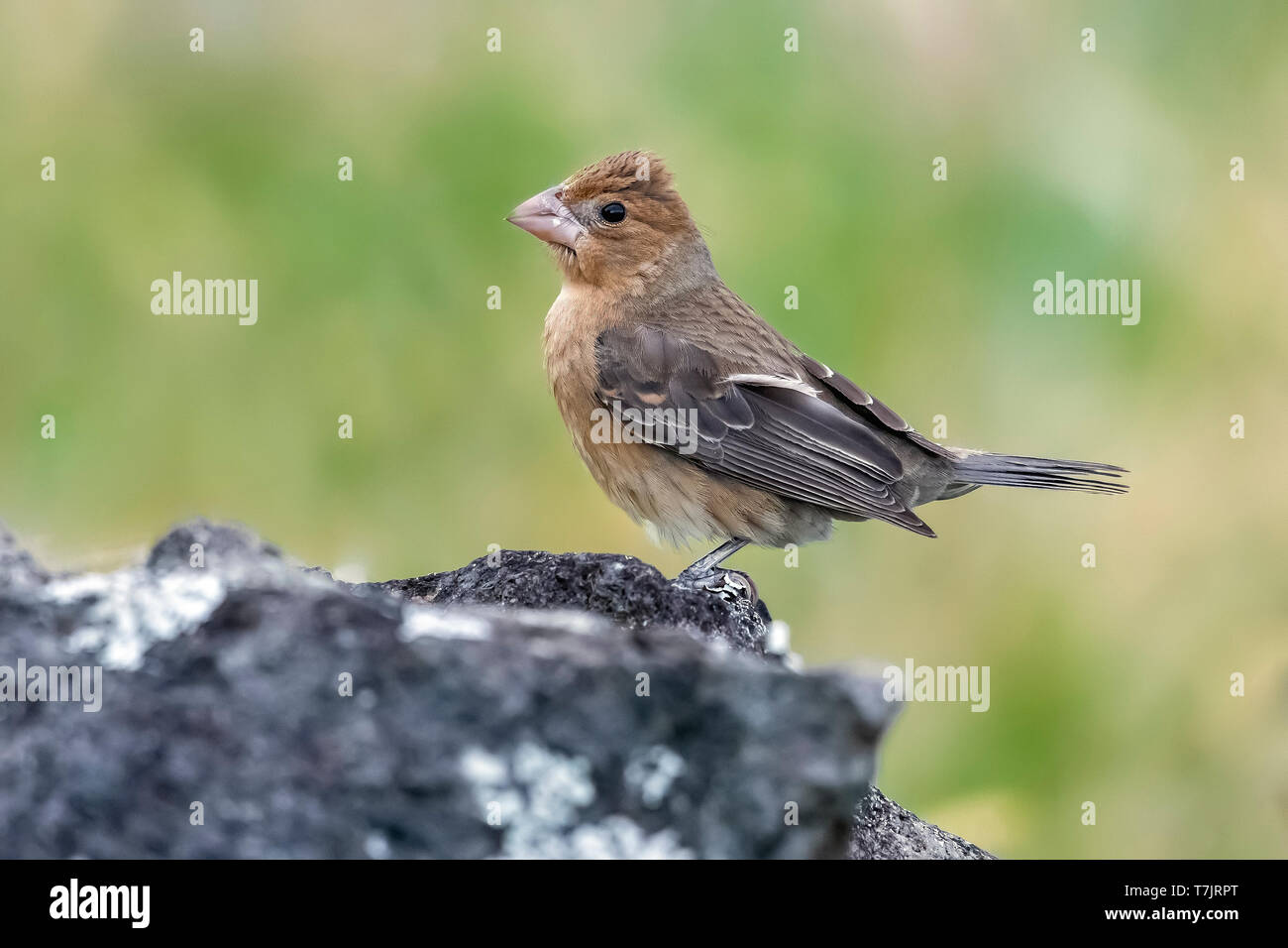 Primo-inverno Grosbeak blu seduti nella parte alta della Ribeira de Poço de Agua, Corvo, Azzorre. Ottobre 17, 2018. Foto Stock