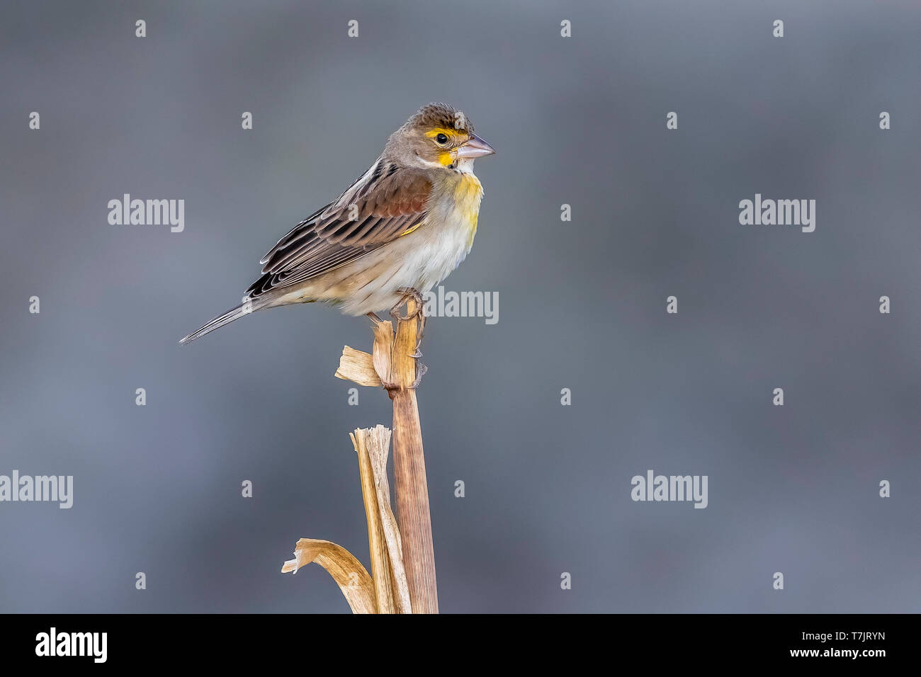 Primo-inverno Dickcissel maschio appollaiato su un campo di mais, Vila do Corvo, Corvo, Azzorre. Ottobre 22, 2018. Foto Stock