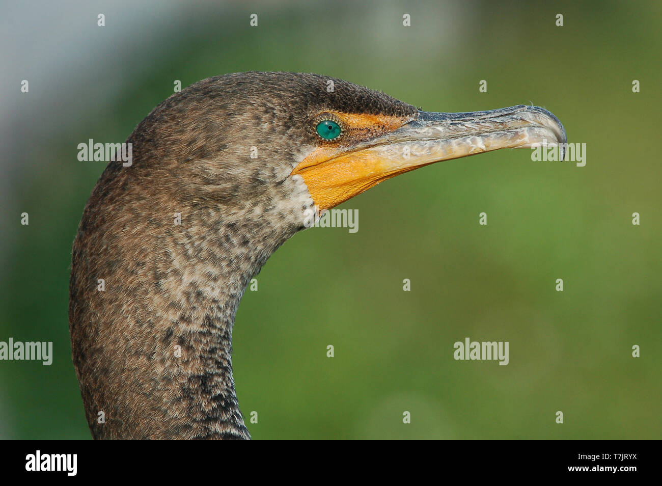 Double-crested cormorano (Phalacrocorax auritus) in Florida Foto Stock