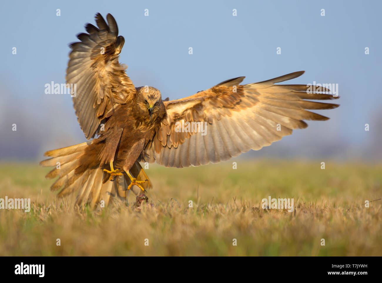 Western Marsh Harrier attacchi in volo veloce con artigli spalmabili, la coda e le ali Foto Stock