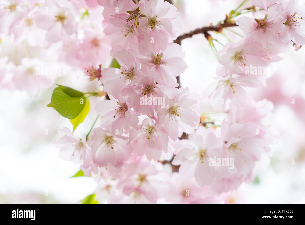 Una luminosa immagine della fioritura dei ciliegi in Primavera. Foto Stock