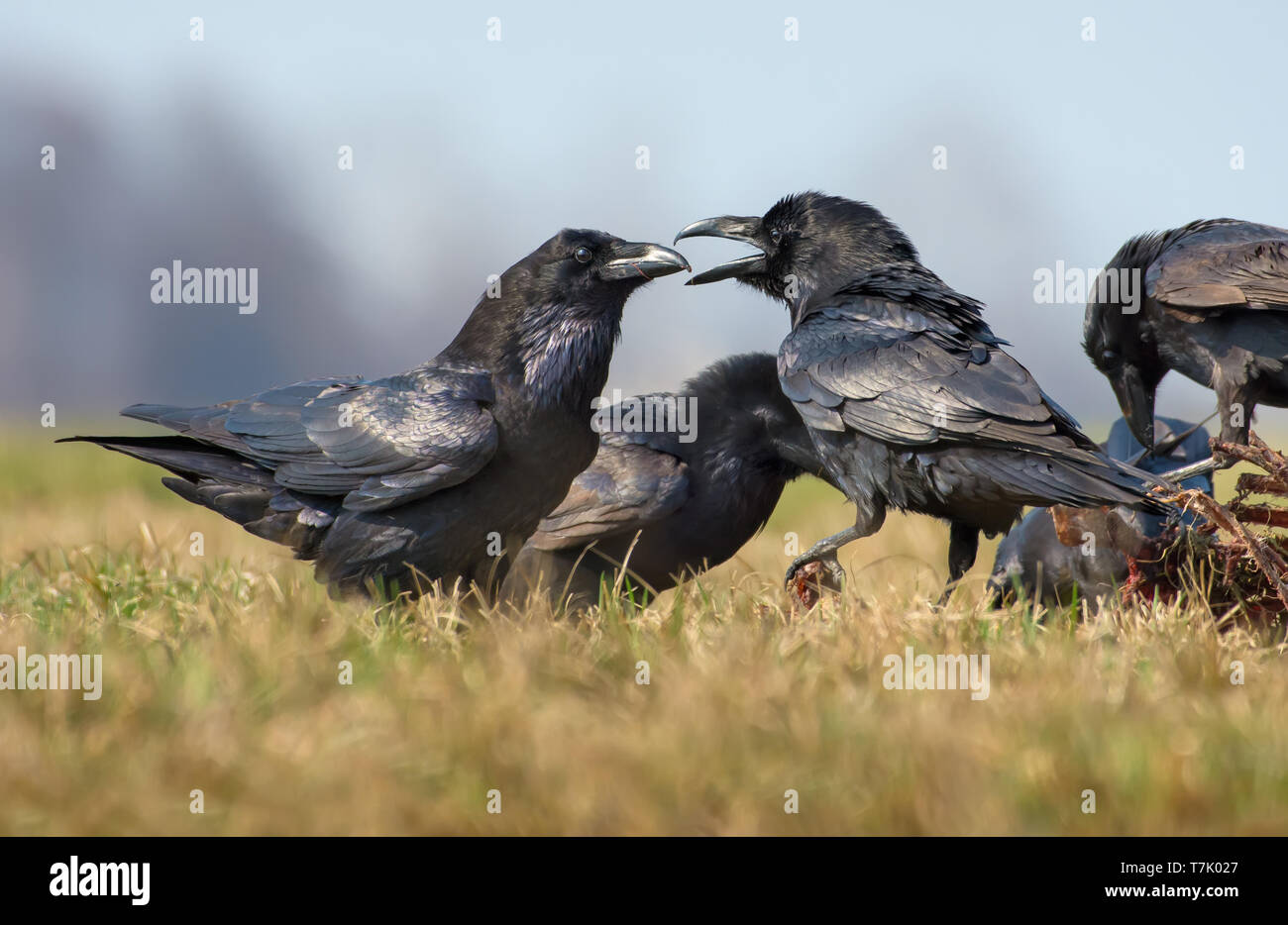 Corvi comuni interazioni - hard battibecco tra due uccelli per carrion Foto Stock