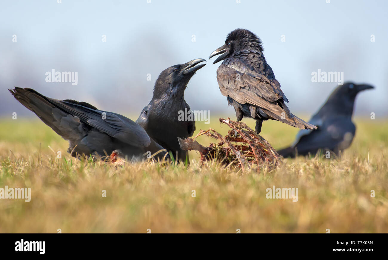 Corvi comuni interazioni - hard riga tra due uccelli per carrion, ossa e la carcassa Foto Stock