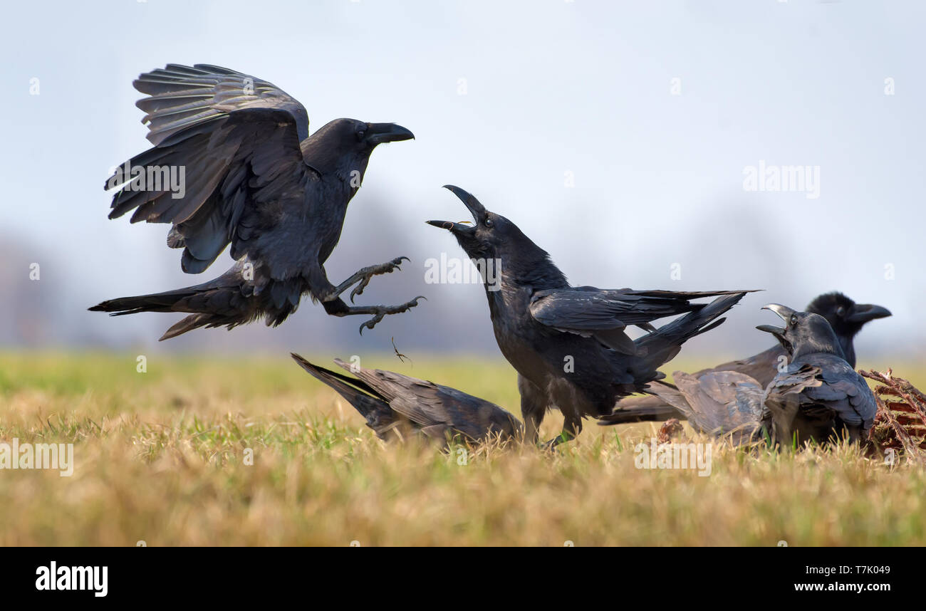 Corvi comuni interazioni - dura lotta tra due uccelli per carrion Foto Stock