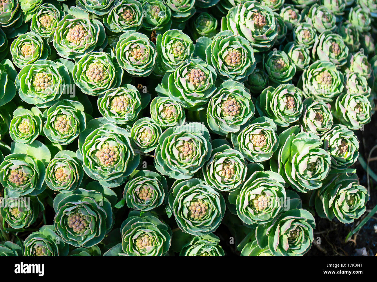 Rhodiola rosea blossom dalla primavera al giorno solare.bellissimo sfondo verde Foto Stock