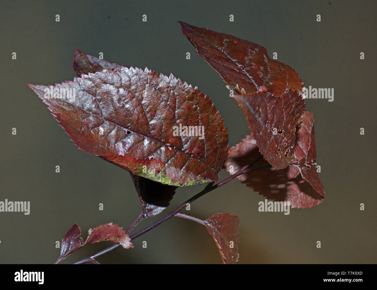 Foglie di prunus cerasifera pissardii close-up Foto Stock