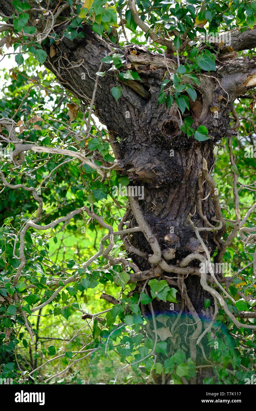 Albero con foro albero con molte filiali Foto Stock