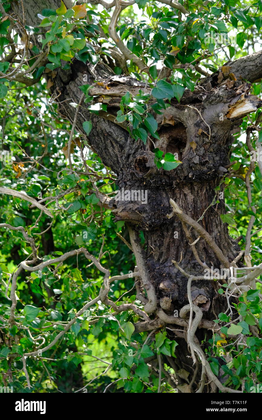 Albero con foro albero con molte filiali Foto Stock