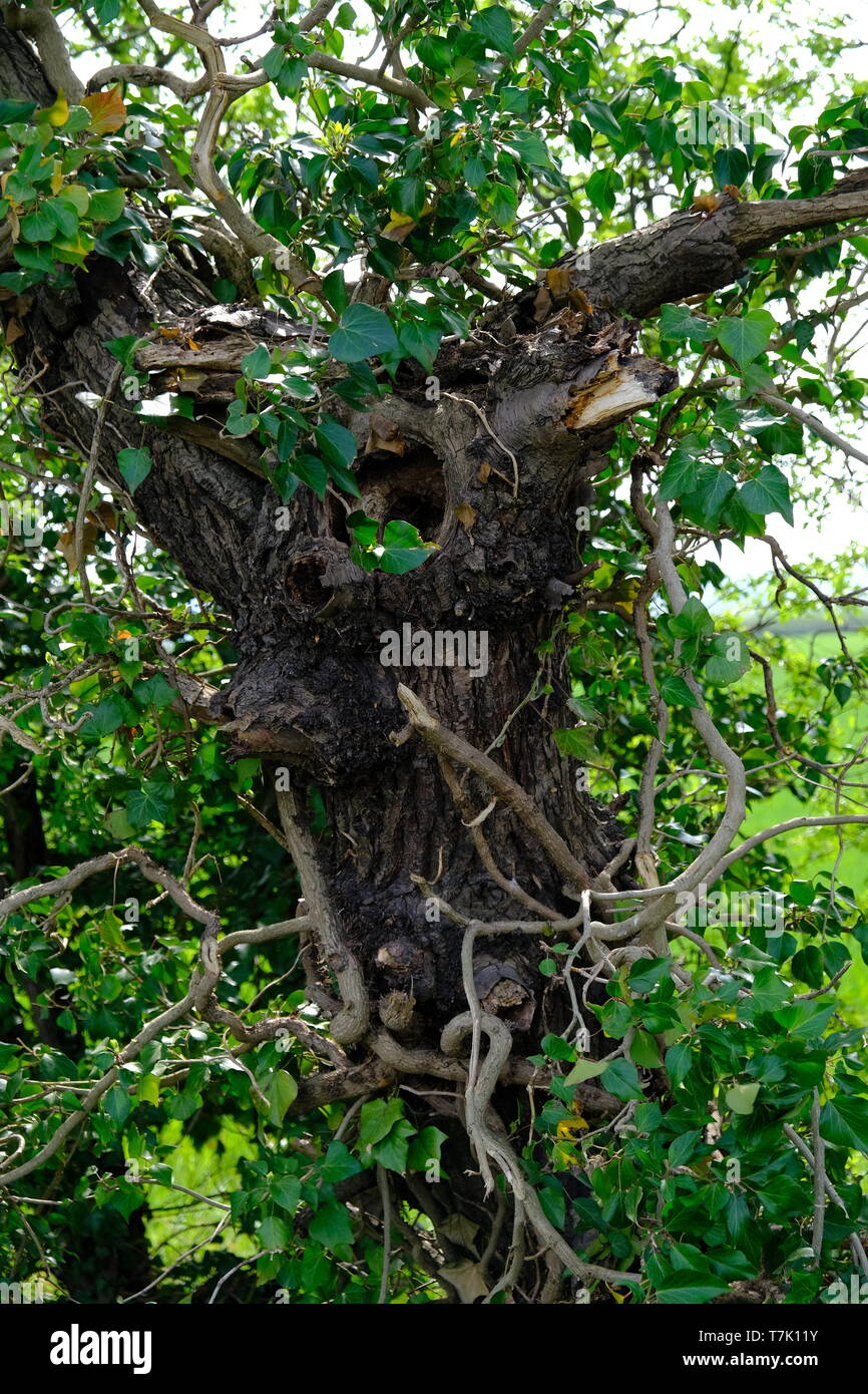 Albero con foro albero con molte filiali Foto Stock