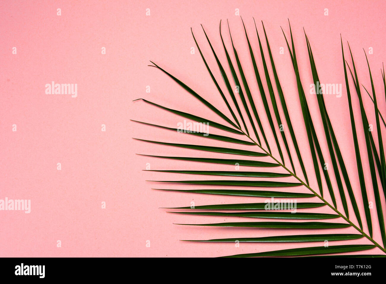 Di foglie di palma su sfondo rosa modello Dettaglio visualizza Foto Stock