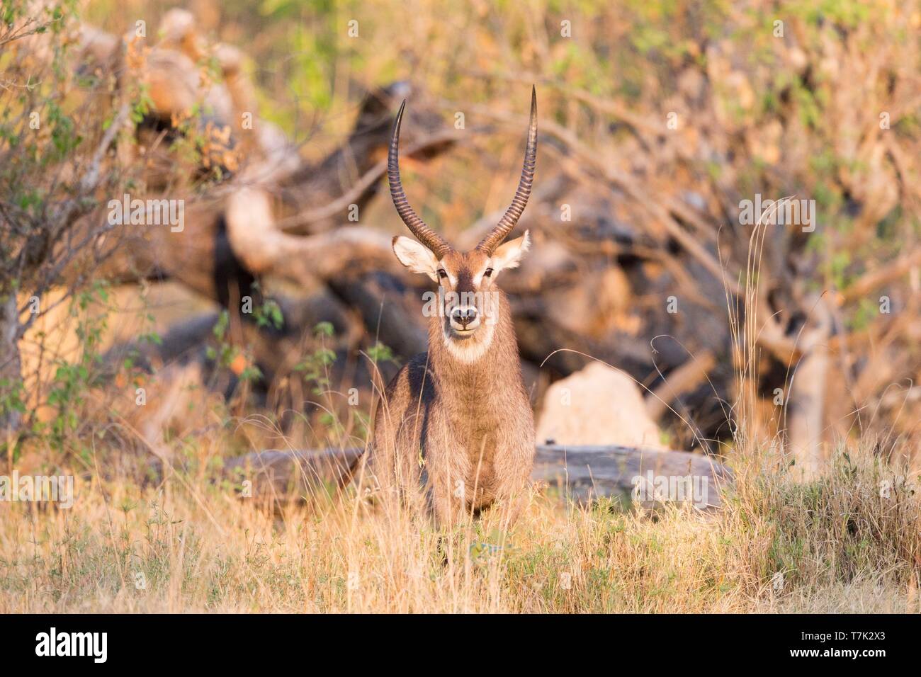 Bostwana, Moremi National Park, Waterbuck (Kobus ellipsiprymnus) Foto Stock