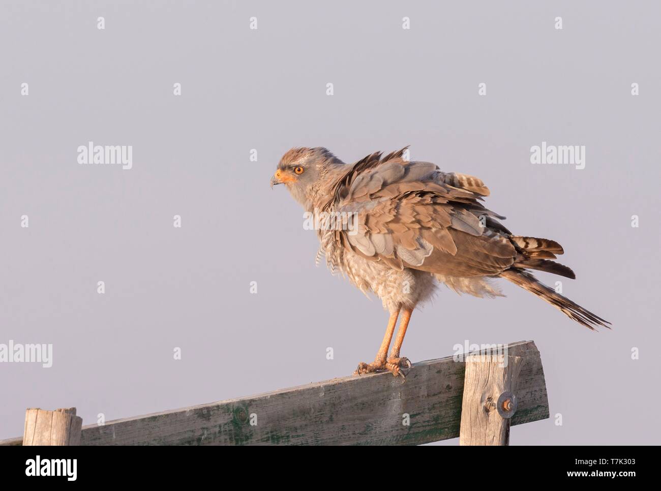 Bostwana, Central Kalahari Game Reserve, pallido salmodiare astore (Melierax canorus), immaturi appollaiato Foto Stock