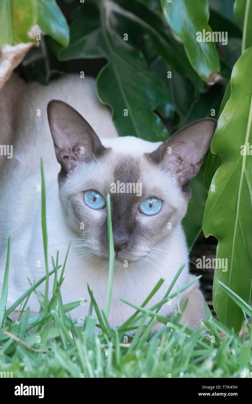 Cat in un giardino Foto Stock