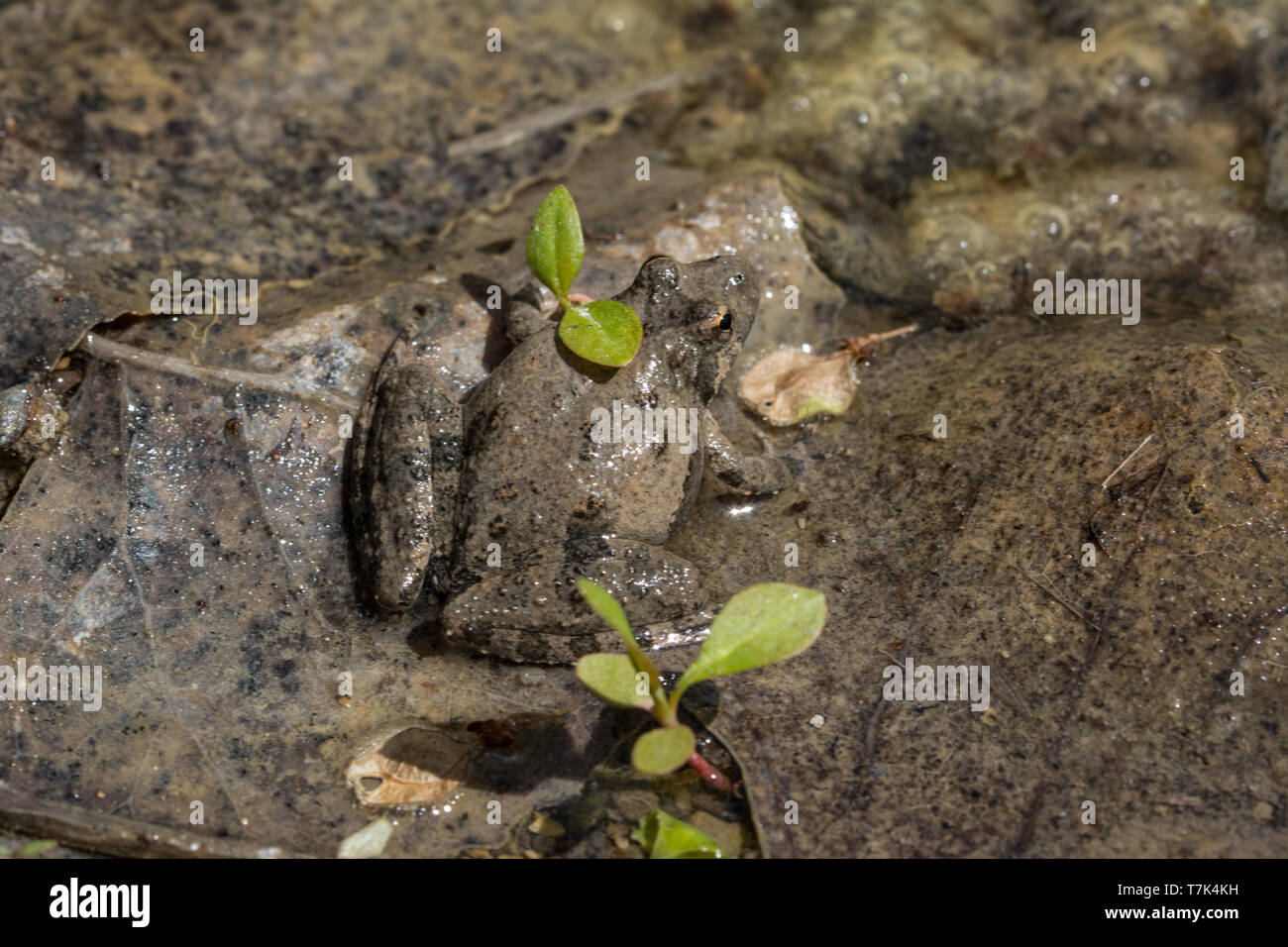 Blanchard's Cricket Frog (Acris blanchardi) da Chase County, Kansas, Stati Uniti d'America. Foto Stock