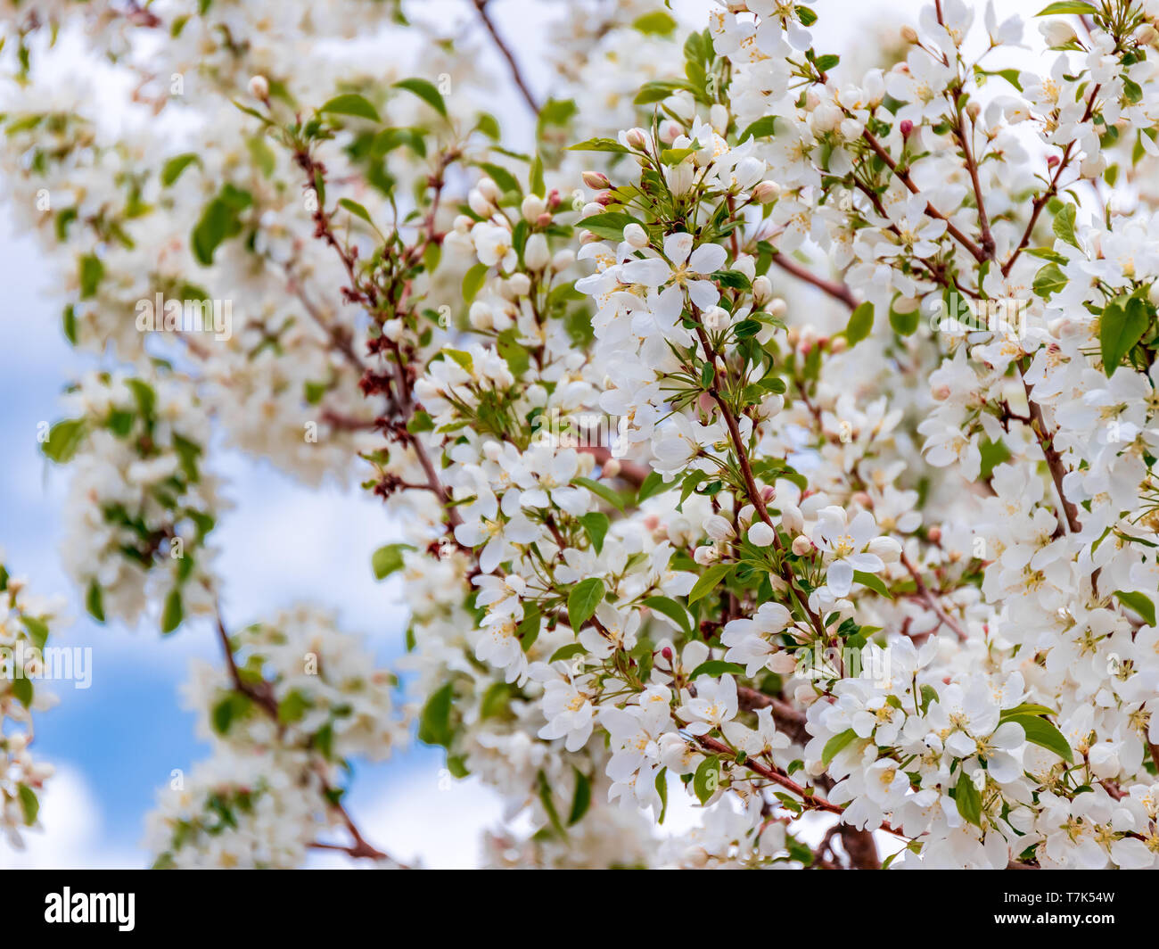 Crab Apple Blossoms Foto Stock