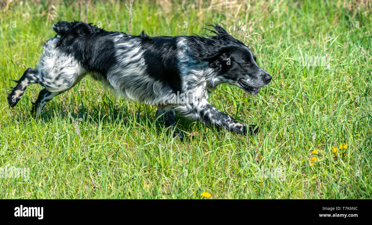 Caccia russi Spaniel in esecuzione, scorazzare sull'erba verde Foto Stock