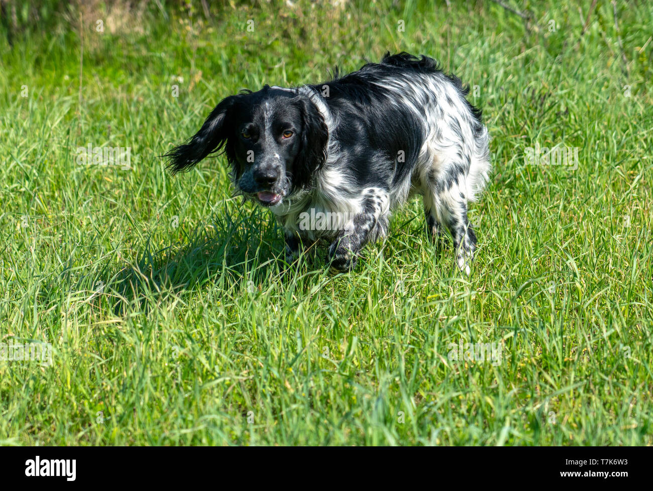 Russian Spaniel sulla caccia, si fermò in un rack gioco di rilevamento Foto Stock