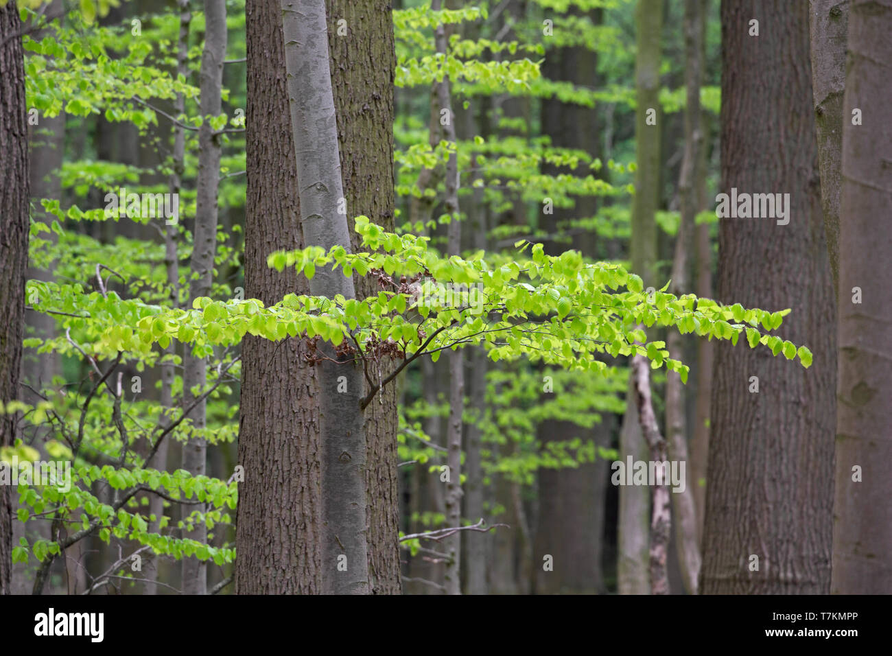 Nuove foglie sul faggio europeo / comune faggio (Fagus sylvatica) alberi nel bosco di latifoglie in primavera Foto Stock