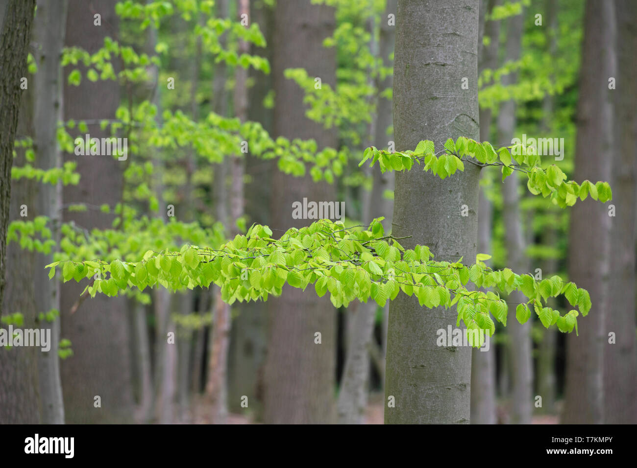Nuove foglie sul faggio europeo / comune faggio (Fagus sylvatica) alberi nel bosco di latifoglie in primavera Foto Stock