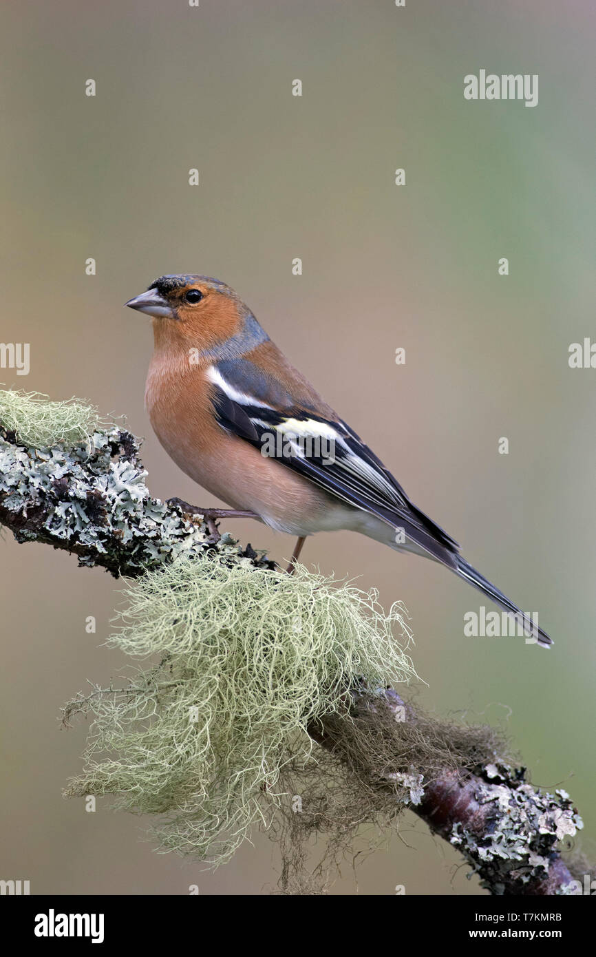 Comune (fringuello Fringilla coelebs) maschio arroccato nella struttura ad albero nel tardo inverno / primavera Foto Stock