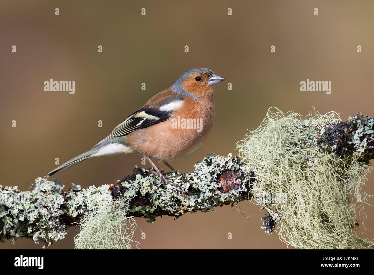 Comune (fringuello Fringilla coelebs) maschio arroccato nella struttura ad albero nel tardo inverno / primavera Foto Stock