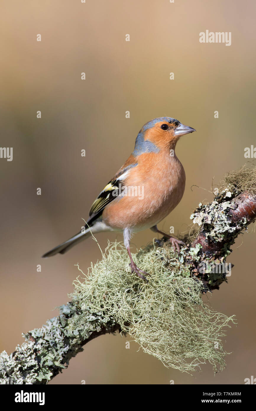 Comune (fringuello Fringilla coelebs) maschio arroccato nella struttura ad albero nel tardo inverno / primavera Foto Stock
