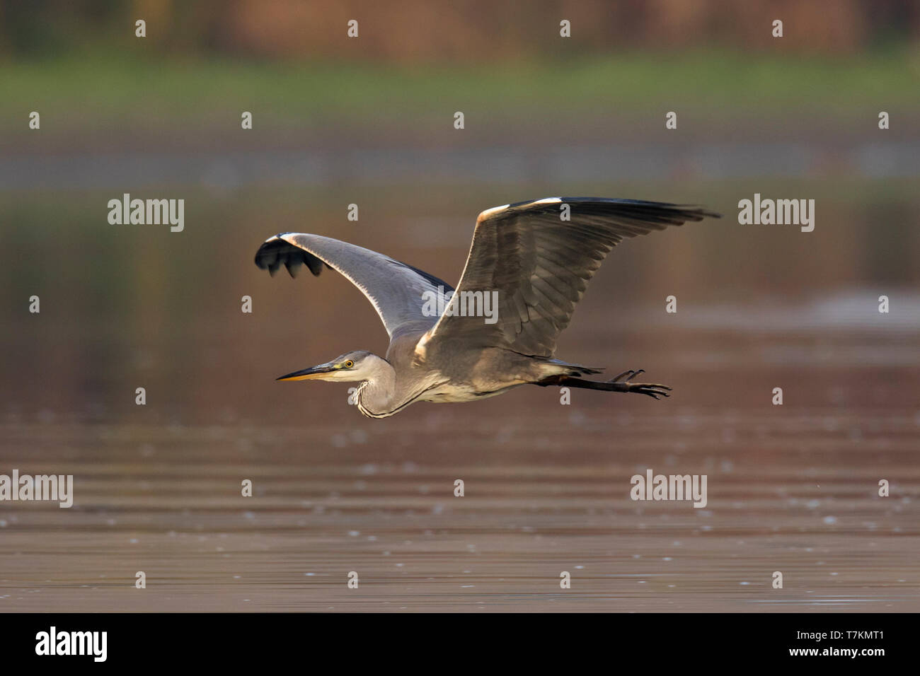 Airone cinerino (Ardea cinerea) in volo sulle acque del lago / stagno / fiume Foto Stock